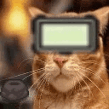 a cat wearing a virtual reality headset is looking at the camera .
