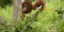 stick orangutan