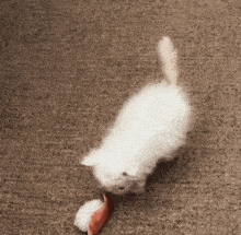 Wisp Confused GIF - Wisp Confused Kitten GIFs