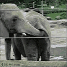 Elephant Poop GIF