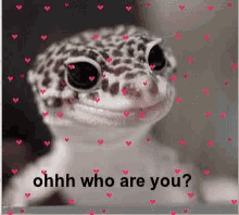 Who Are You Lizard GIF - Who Are You Lizard Who You GIFs