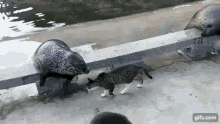 Cat Slap GIF - Cat Slap Seal GIFs