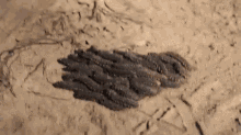 Just How We Roll GIF - Caterpillars Moving Travel GIFs