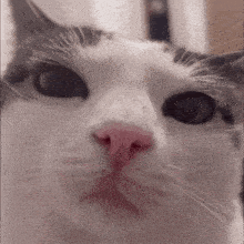 a close up of a cat 's nose with a pink nose ring