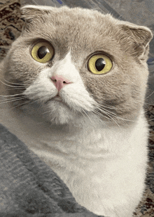 a close up of a white cat with yellow eyes