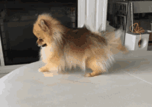 Yoga Cute Puppy GIF - Yoga Cute Puppy Pom GIFs