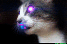 God Cat GIF - God Cat GIFs