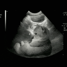 a black and white ultrasound of a cat laying down