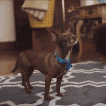 Pet Lover GIF - Pet Lover Wtf GIFs