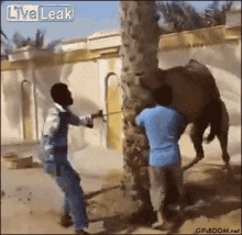 Mad Camel GIF - Humpday Wednesday Camel GIFs