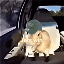 Jets Win Capybara GIF - Jets Win Capybara GIFs