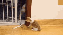 Gtfo Dog GIF - Gtfo Dog Cat GIFs