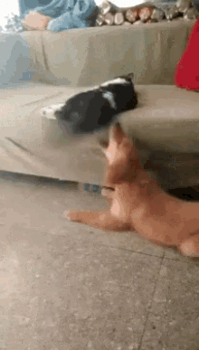 Cats Leave Me Alone GIF - Cats Leave Me Alone Smack GIFs