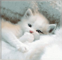 a small white kitten laying on top of a white cat