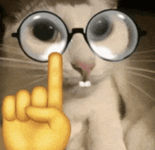 a close up of a cat wearing glasses and a hand giving the middle finger .