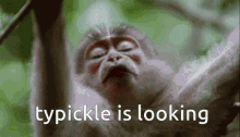Typickle Typickle Looking GIF - Typickle Typickle Looking Monkey GIFs