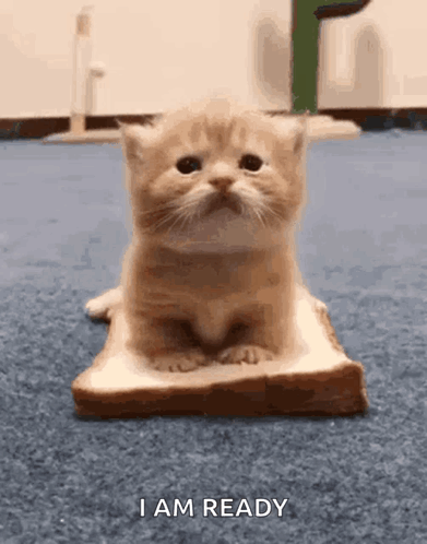 Cute Kitty Cat GIF