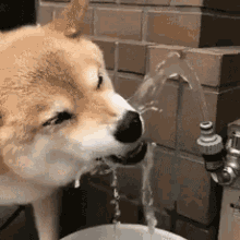Dogs Smile GIF - Dogs Smile Funny Animals GIFs