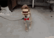 Dog Dancing GIF - Dog Dancing Hat GIFs