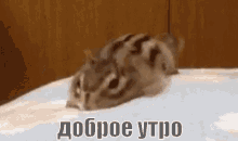 бурундук сонный зевать доброе утро кровать GIF - Chipmunk Sleepy Yawn GIFs