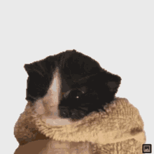 Gato Fofo GIF - Gato Fofo Gato Fofinho Com Lençol GIFs