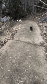 a black cat is walking down a concrete road