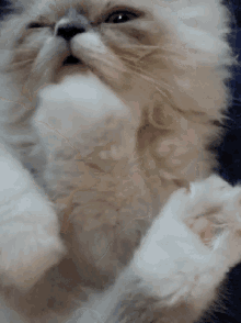 Kitten Paws GIF - Kitten Paws Cute GIFs