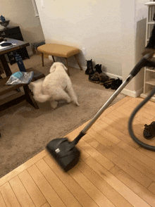 Dog Vs Vacuum GIF - Dog Vs Vacuum GIFs