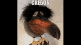 a statue of a bird with a large beak and a black wig .