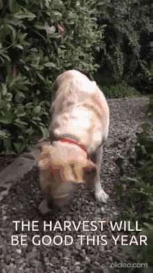 Dog Eating Tomato Dog GIF