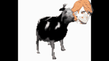 Sumaze Cow GIF