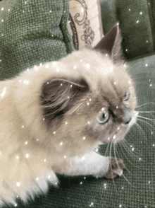 a cat is laying on a green couch with sparkles surrounding it