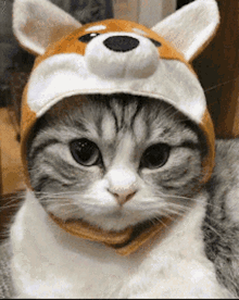 Cute Cat Hat GIF - Cute Cat Hat - Discover & Share GIFs