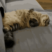 Yeticat Cat Dreaming GIF - Yeticat Cat Dreaming GIFs
