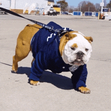 a brown and white bulldog wearing a blue jersey with the letter p on it