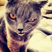 a close up of a gray cat with orange eyes