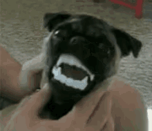 Pug Or Vampire? GIF - Goofy Pug Vampireteeth GIFs