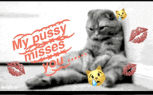 a picture of a cat with the words " my pussy misses you " on it
