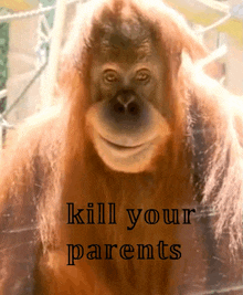 Scheming Orangutan GIF - Scheming Orangutan GIFs