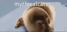 Mythi Mythicalcatss GIF - Mythi Mythicalcatss Felines Cafe GIFs