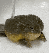 a frog is sitting in a sink with water coming out of it 's mouth