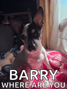 a small black and white dog is laying on a pink blanket with the words barry where are you
