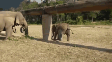 Baby Elephant Stuck In Tire GIF