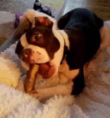 Frankie Chewing GIF - Frankie Chewing Puppy GIFs