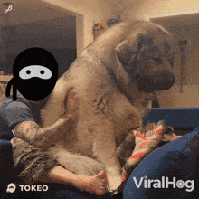 a man is sitting on a couch with a large dog and the word viralhog is on the bottom right