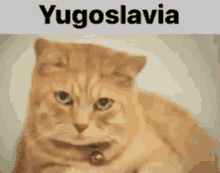 yugoslavia cat sad crying