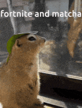a squirrel wearing a green hat with the words fortnite and matcha on the bottom