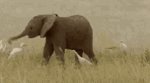 Little Elephant GIF