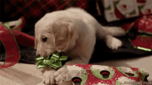 Dogs Presents GIF - Dogs Presents Christmas Lights GIFs