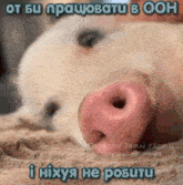 a close up of a pig 's nose with a foreign language caption .